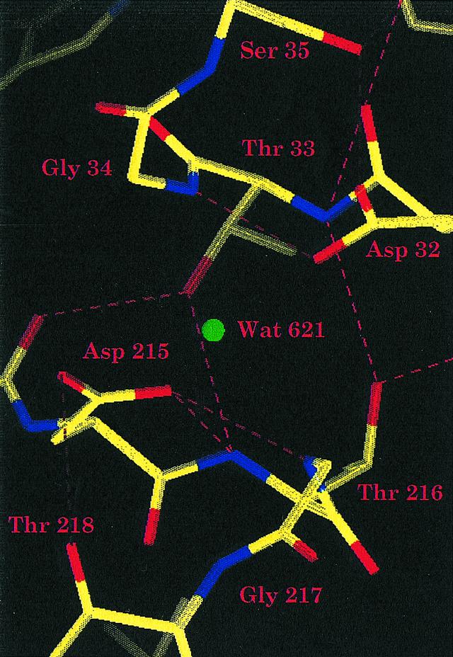 Pepsin Active Site