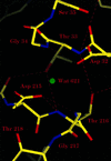 Pepsin Active Site