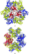 Cytochrome c6 24-mer
