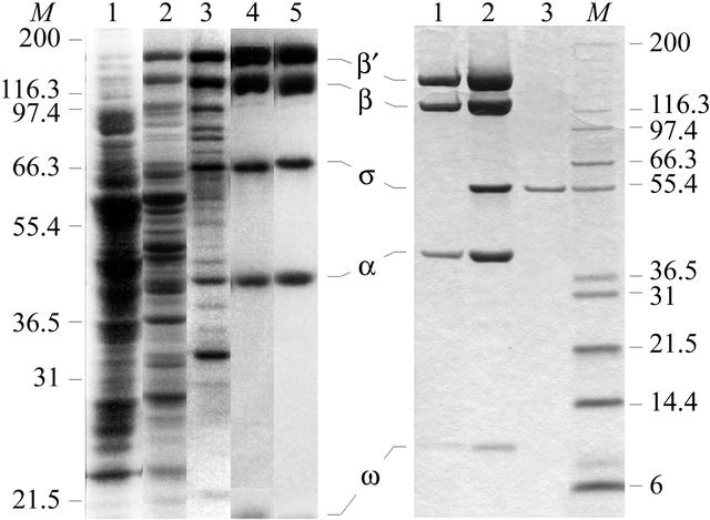 Sds+page+gel+troubleshooting