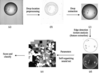 [Figure 1]