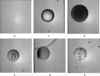 [Figure 7]