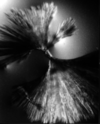Fab 15A10 crystals
