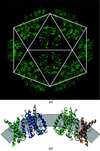 Structure of the icosahedral assembly of LHC-II