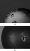 [Figure 1]