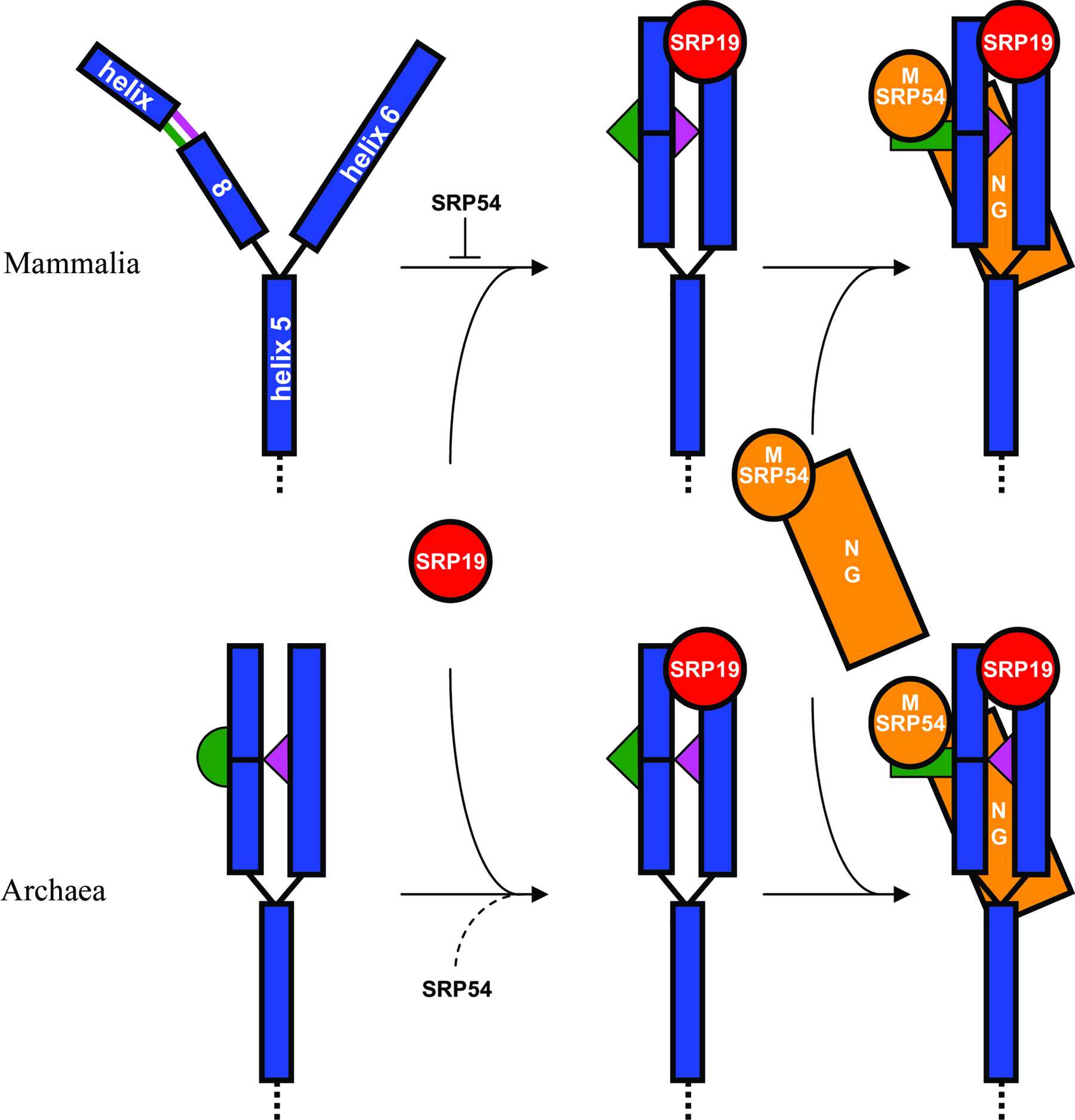 IUCr Structural Insights Into The Assembly Of The Human And Archaeal