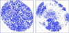 [Figure 24]