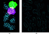 [Figure 29]