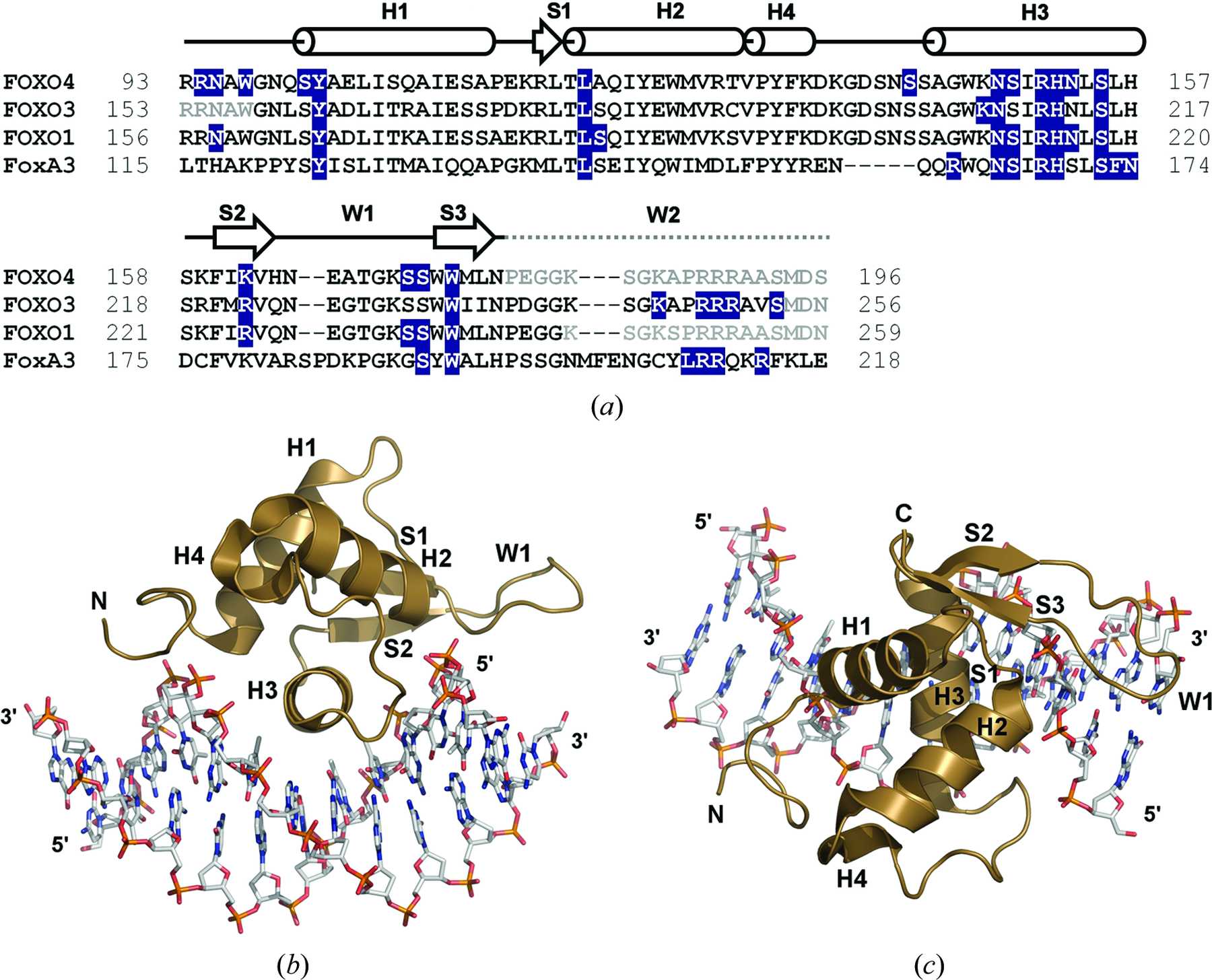 IUCr Structure of the human FOXO4 DBDDNA complex at 1 9 Å resolution