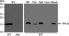 [Figure 2]