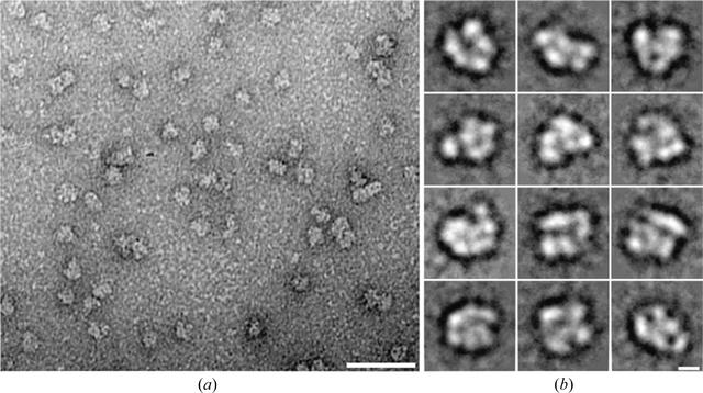 [Figure 4]