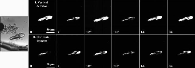 [Figure 2]