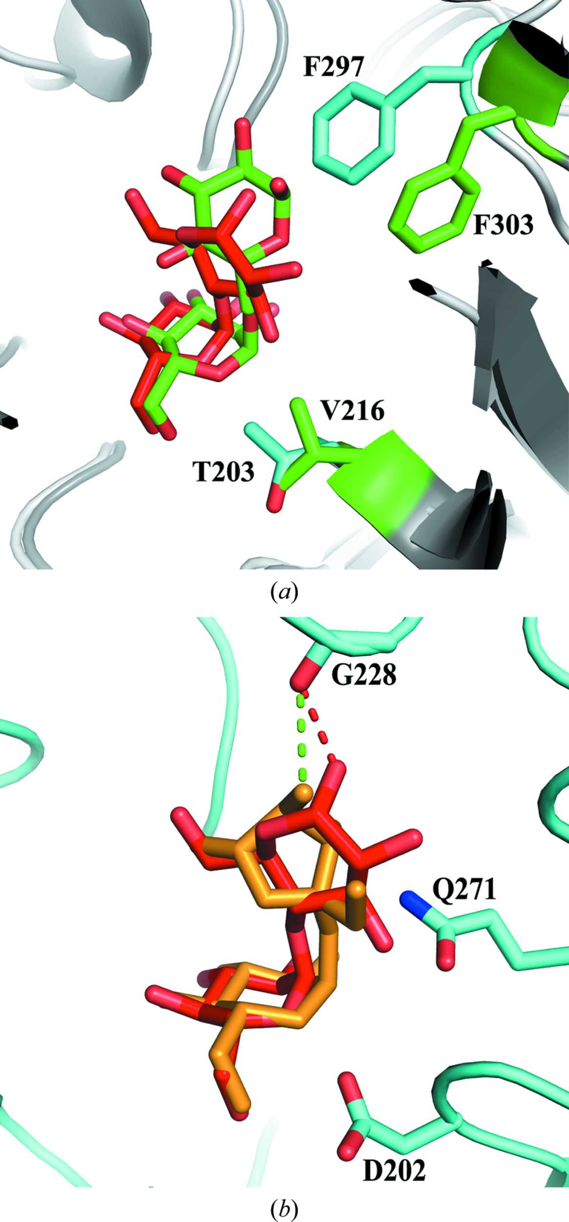 Iucr Structural Analysis Of The Glucosidase Hag Provides New