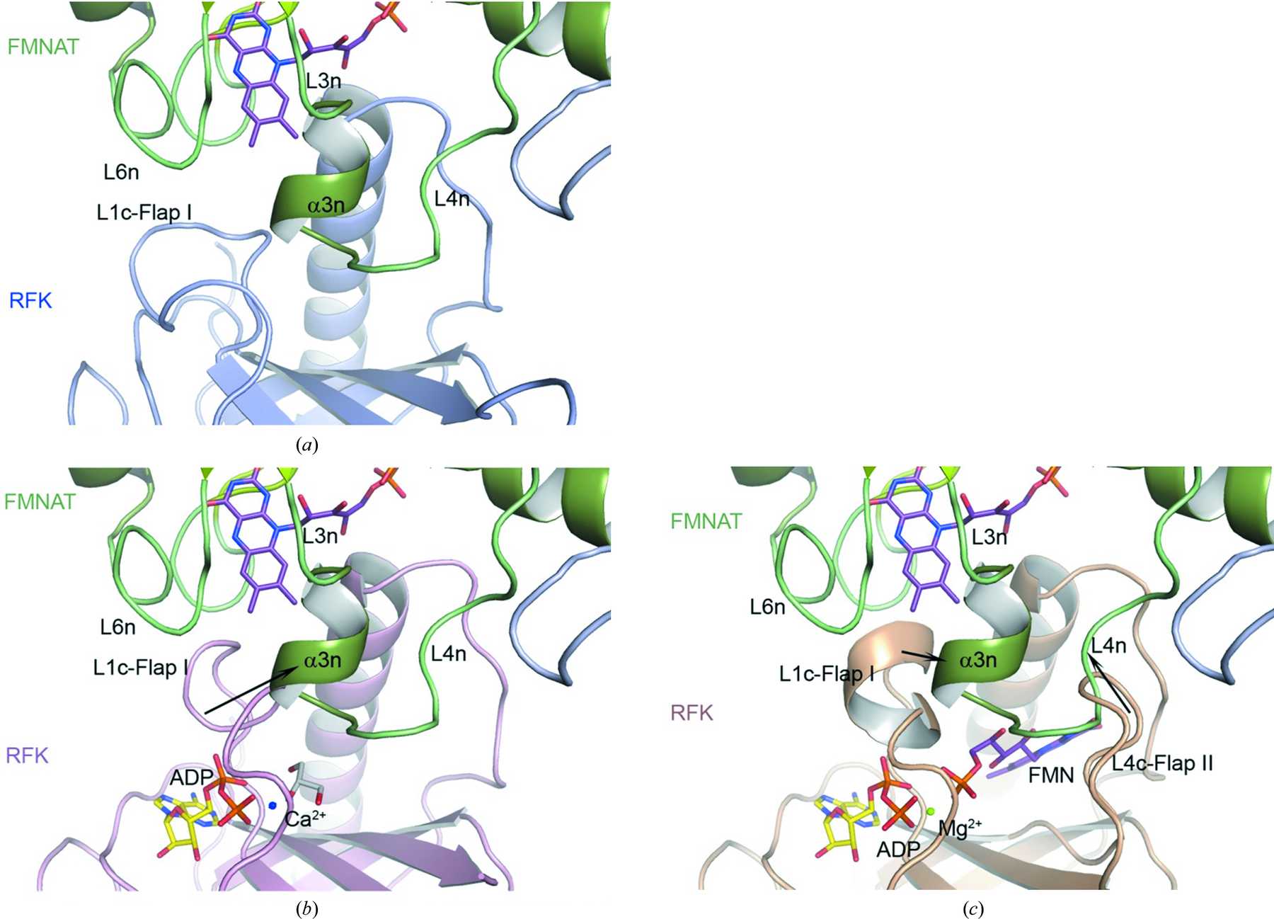 IUCr Structural Insights Into The Synthesis Of FMN In Prokaryotic