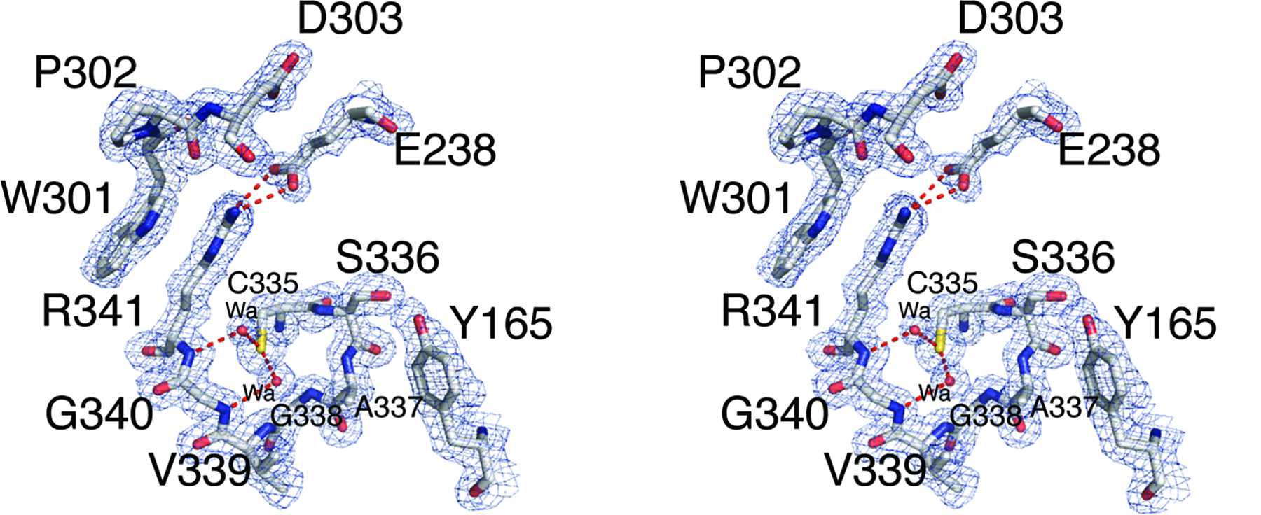 Iucr High Resolution Crystal Structures Of The D And D Domains Of