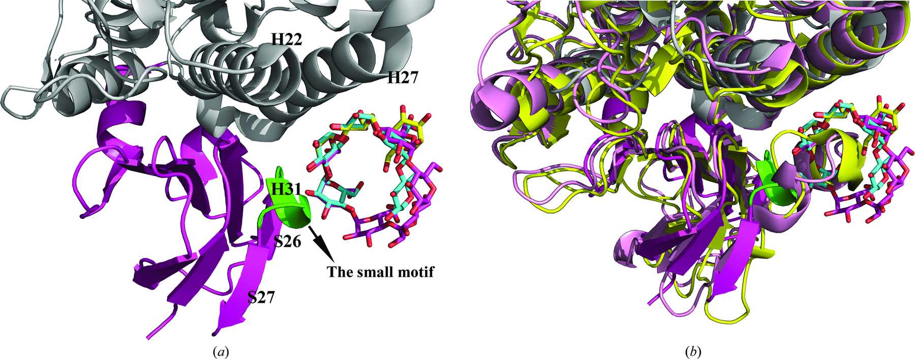 Iucr Structural Basis Of Carbohydrate Binding In Domain C Of A Type I