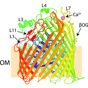 Iucr The Crystal Structure Of The Tonb Dependent Transporter Yncd