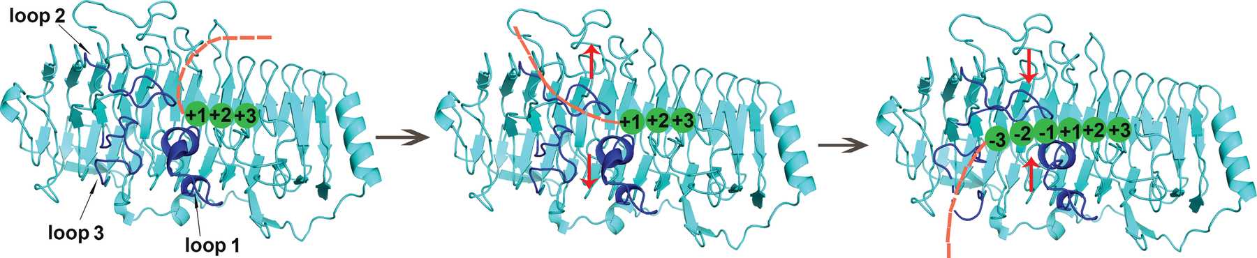 IUCr Structural Insights Into The Substrate Binding Cleft Of AlyF