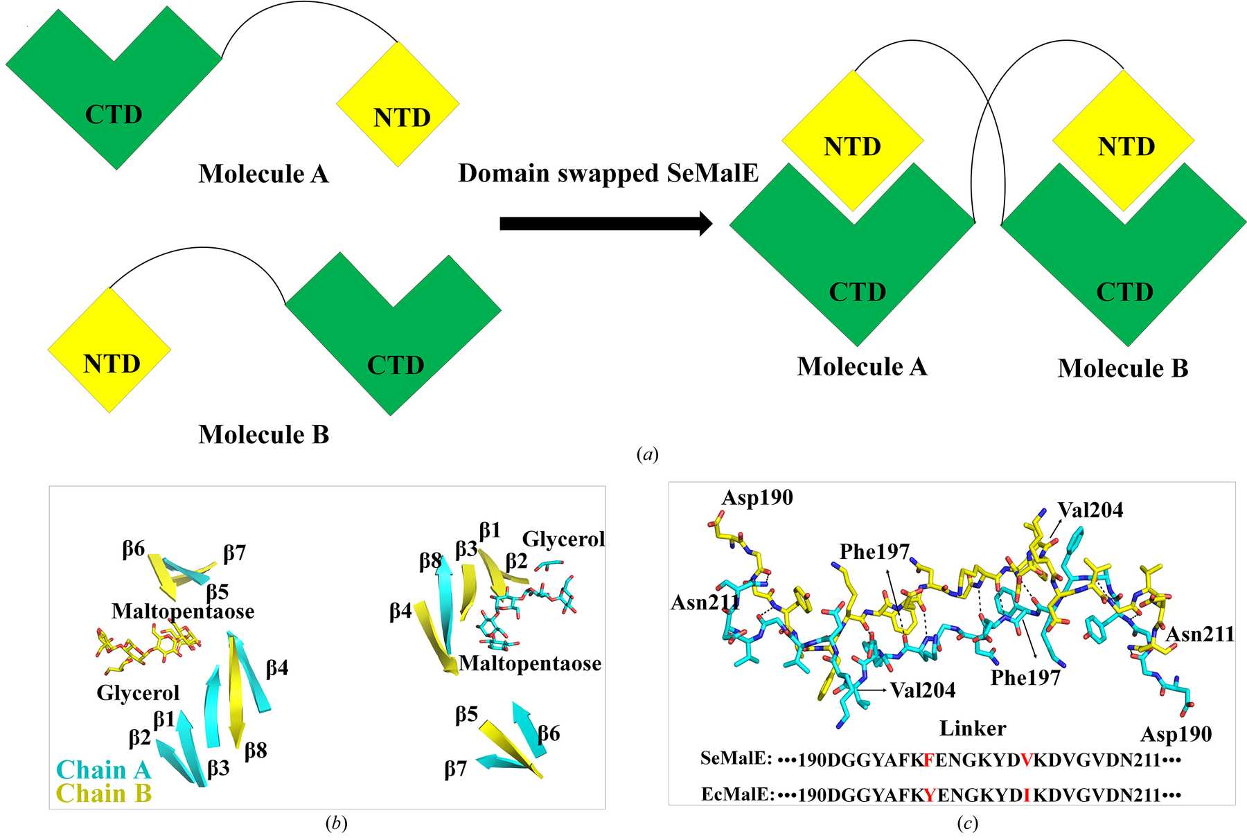 Iucr Crystal Structure Of The Domain Swapped Dimeric Maltodextrin