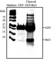 [Figure 1]