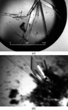 [Figure 1]