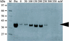 [Figure 1]