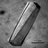 [Figure 1]