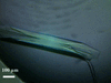 [Figure 1]