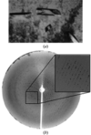[Figure 1]