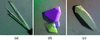 [Figure 1]