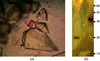 [Figure 1]
