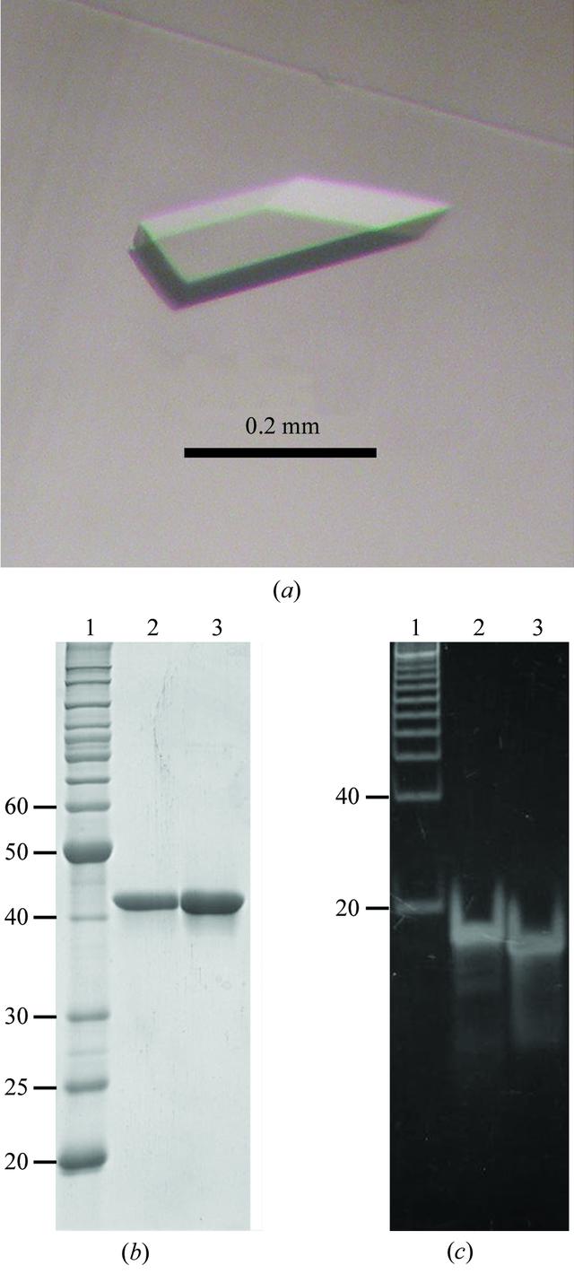 15+sds+page+gel