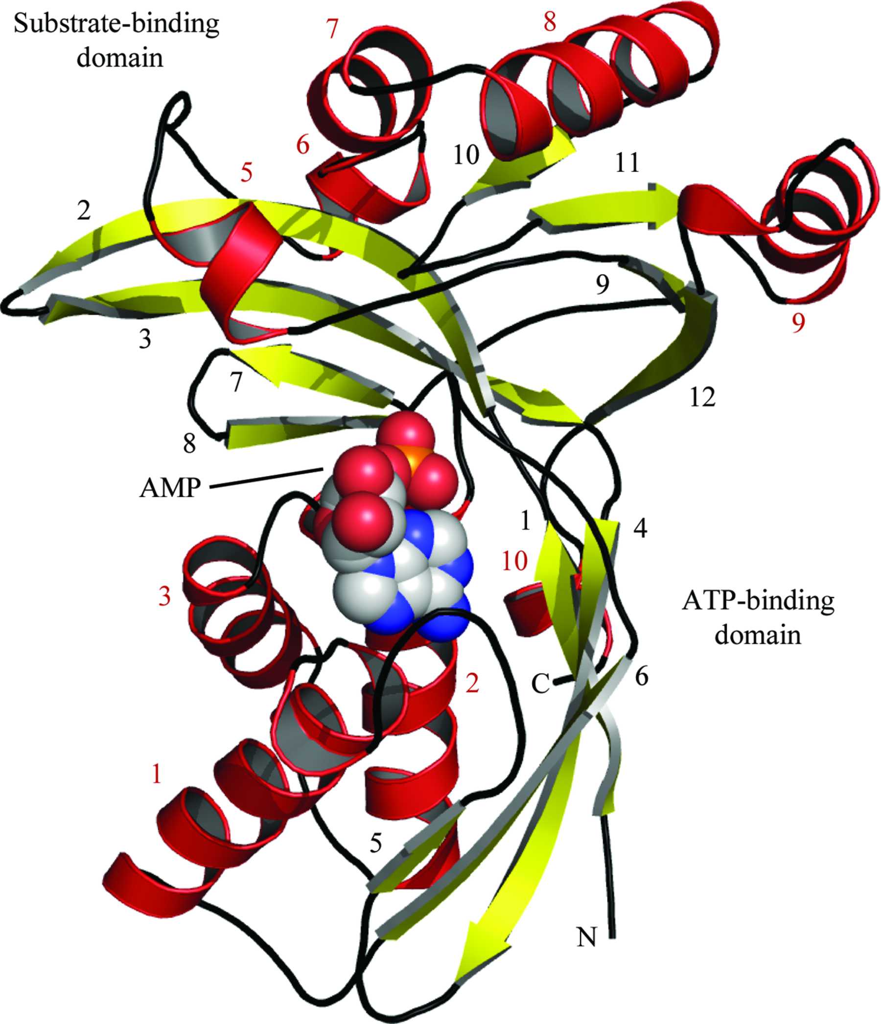 Iucr A Triclinic Crystal Form Of Escherichia Coli Diphosphocytidyl