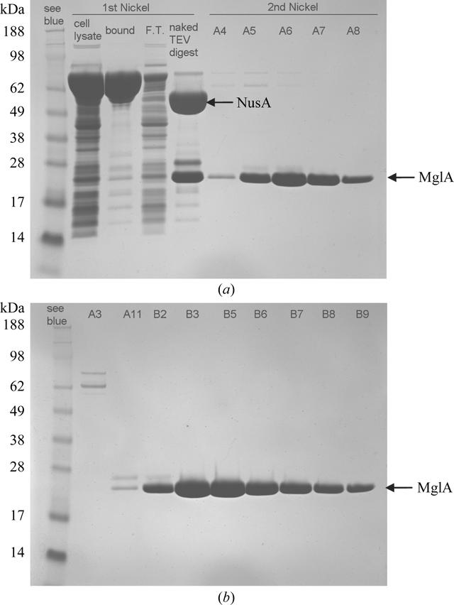 Iucr Cloning Expression Purification Crystallization And