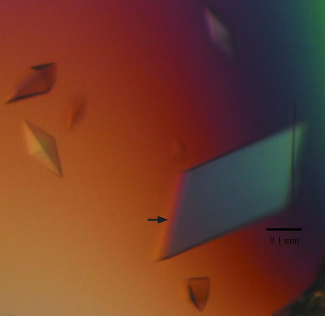 [Figure 2]