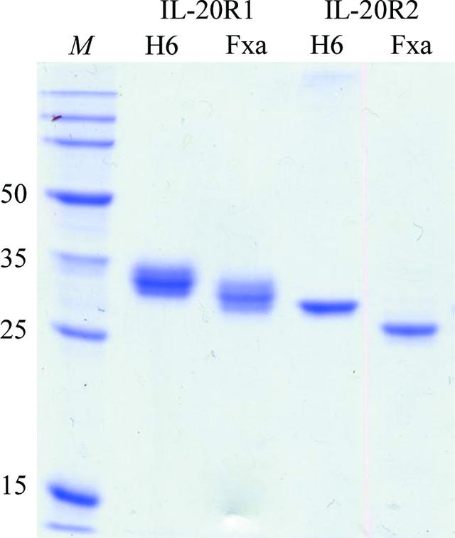 [Figure 1]