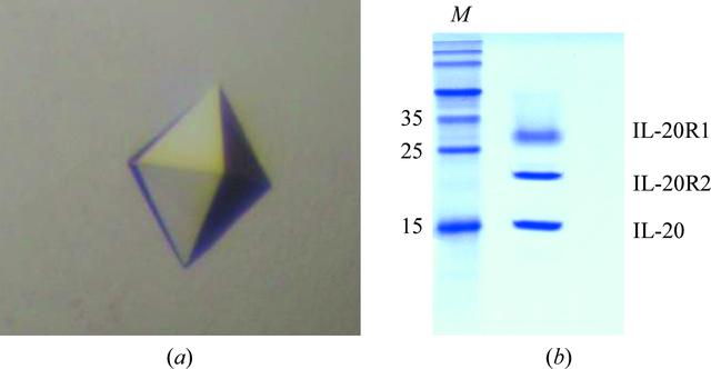 [Figure 3]