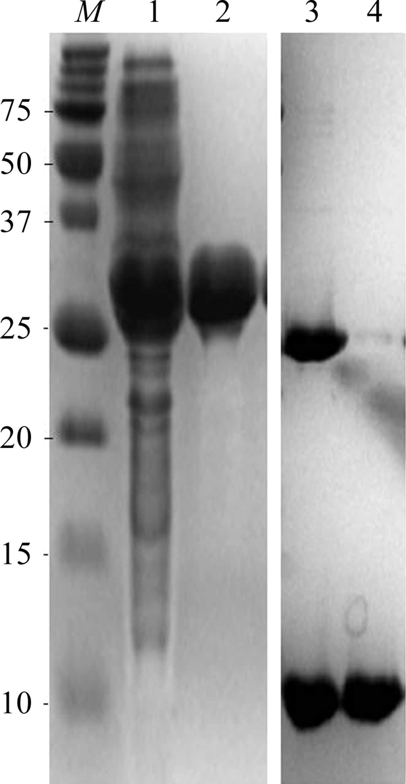 Iucr Expression Purification Crystallization And Preliminary X Ray