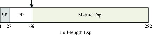 [Figure 1]