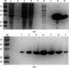 [Figure 1]