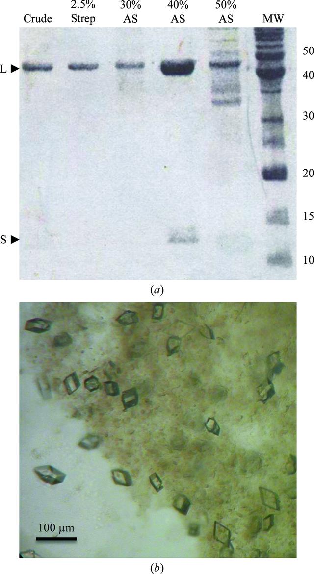 [Figure 1]