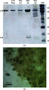 [Figure 1]
