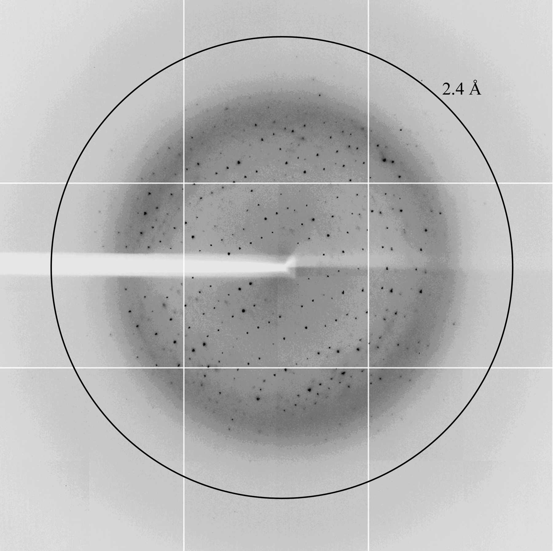 Iucr Purification Crystallization And Preliminary X Ray Analysis Of