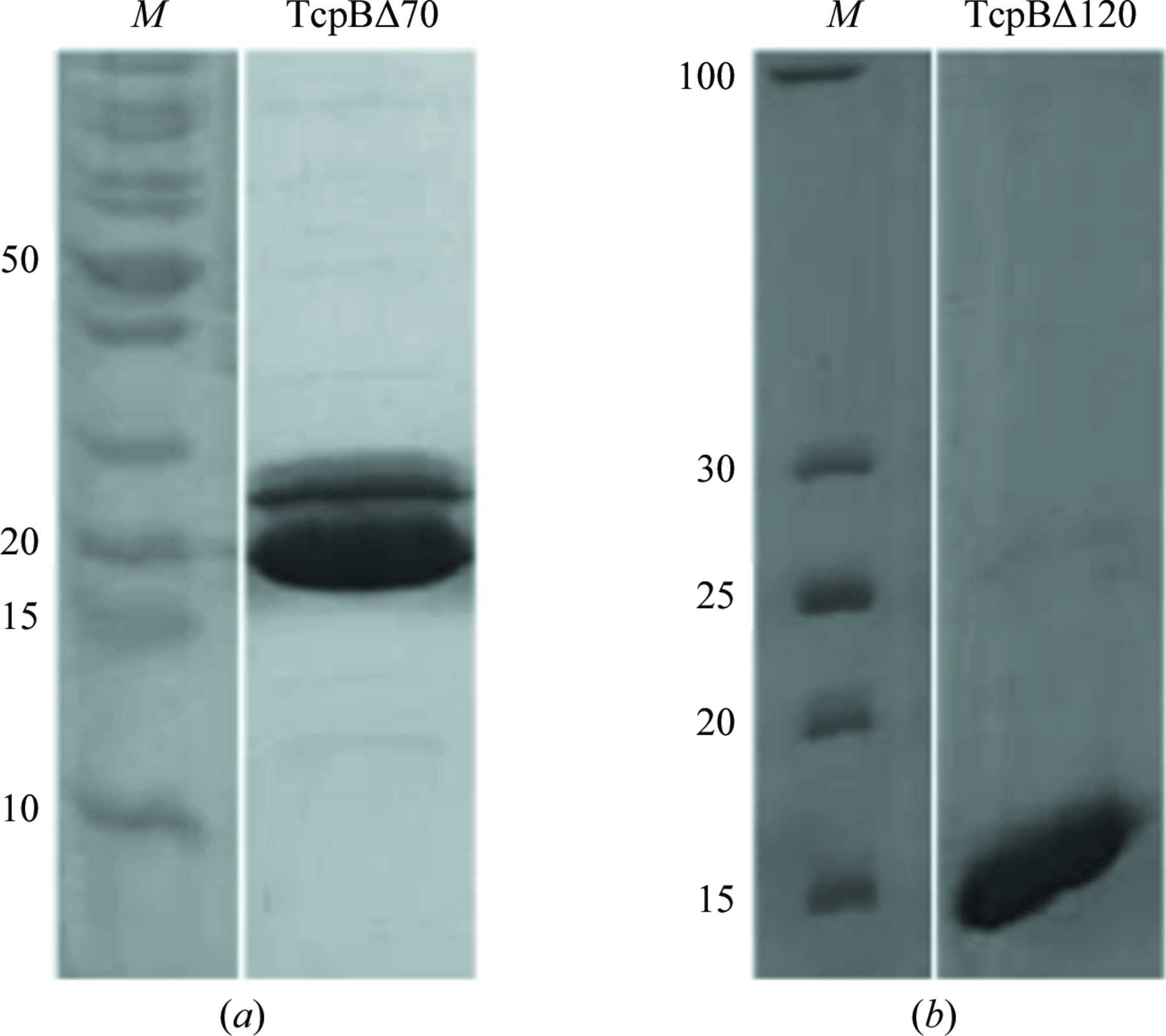 IUCr Cloning Expression Purification Crystallization And