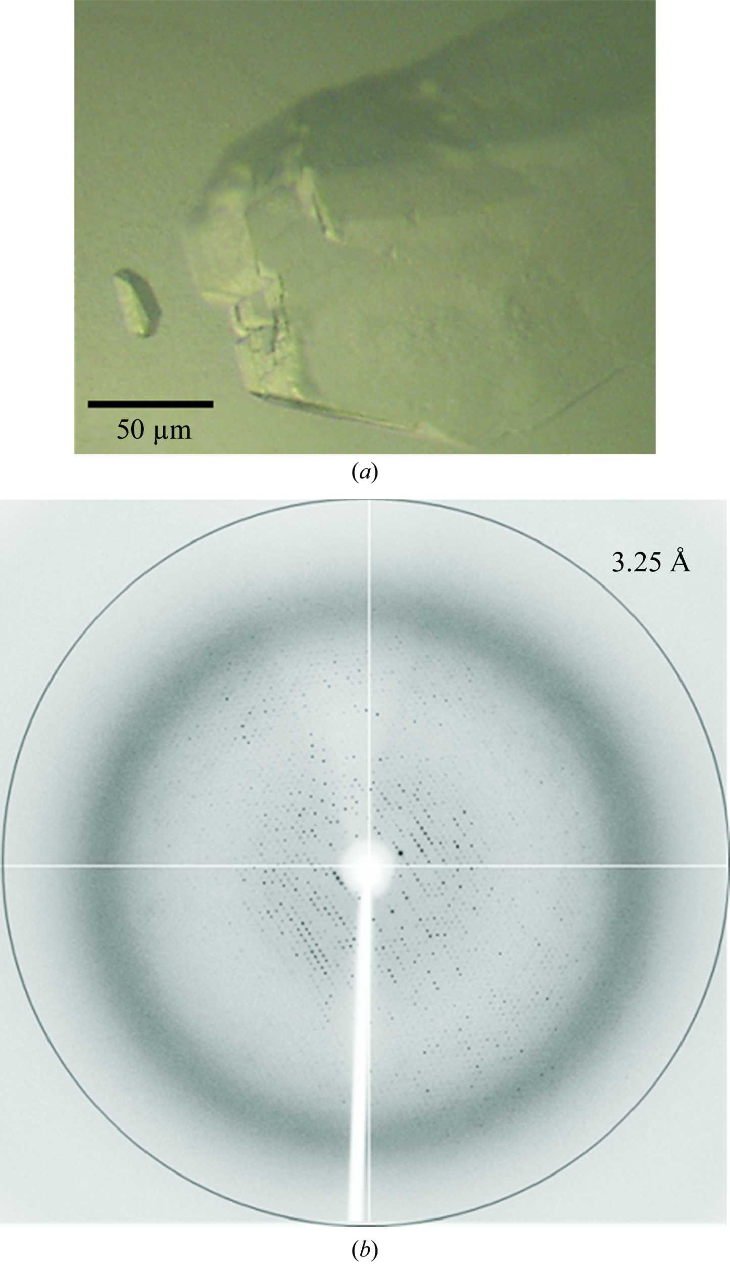 Iucr Crystallization And Preliminary X Ray Crystallographic Analysis