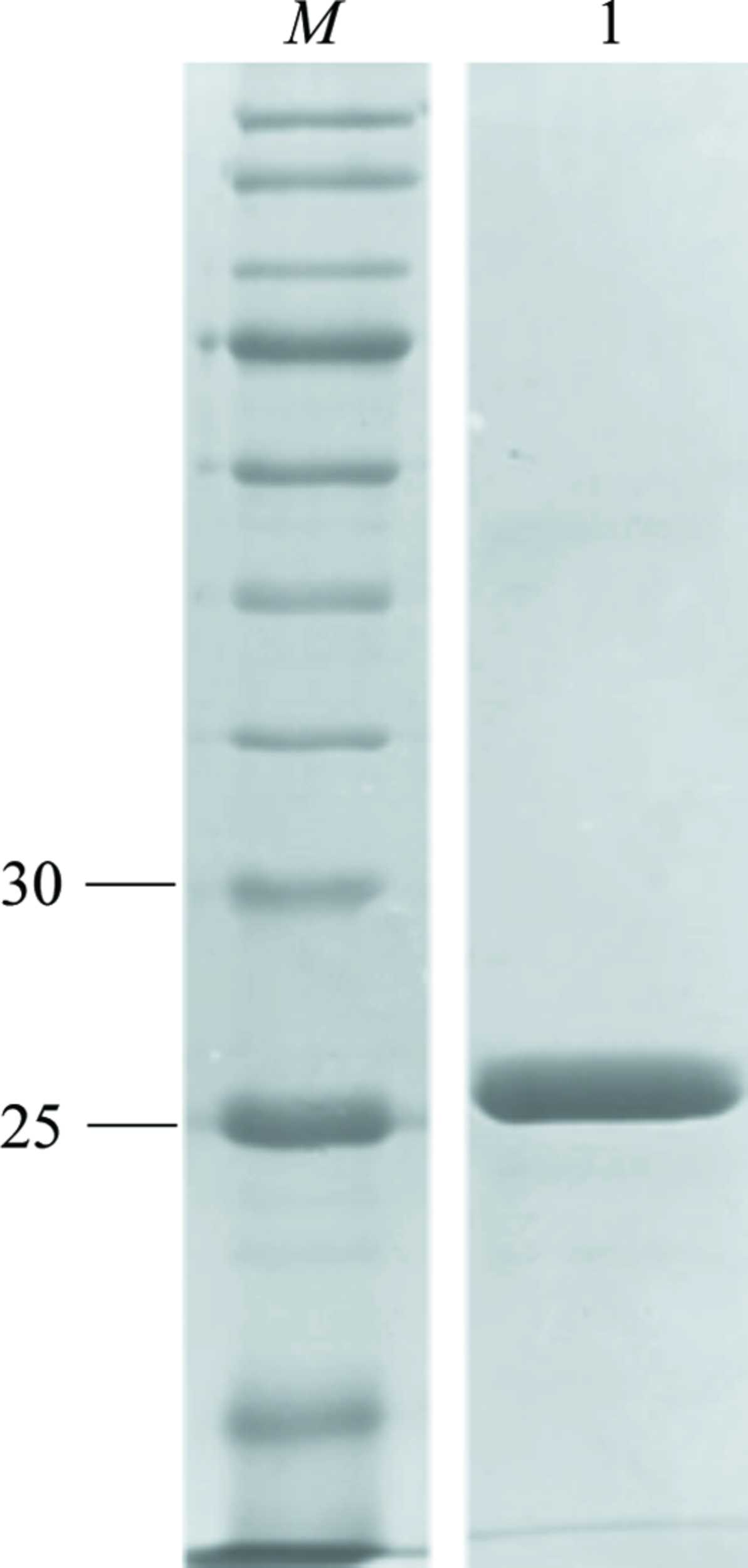 IUCr Cloning Refolding Purification And Preliminary