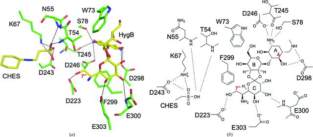 Iucr Structural Basis For The Substrate Recognition Of Aminoglycoside