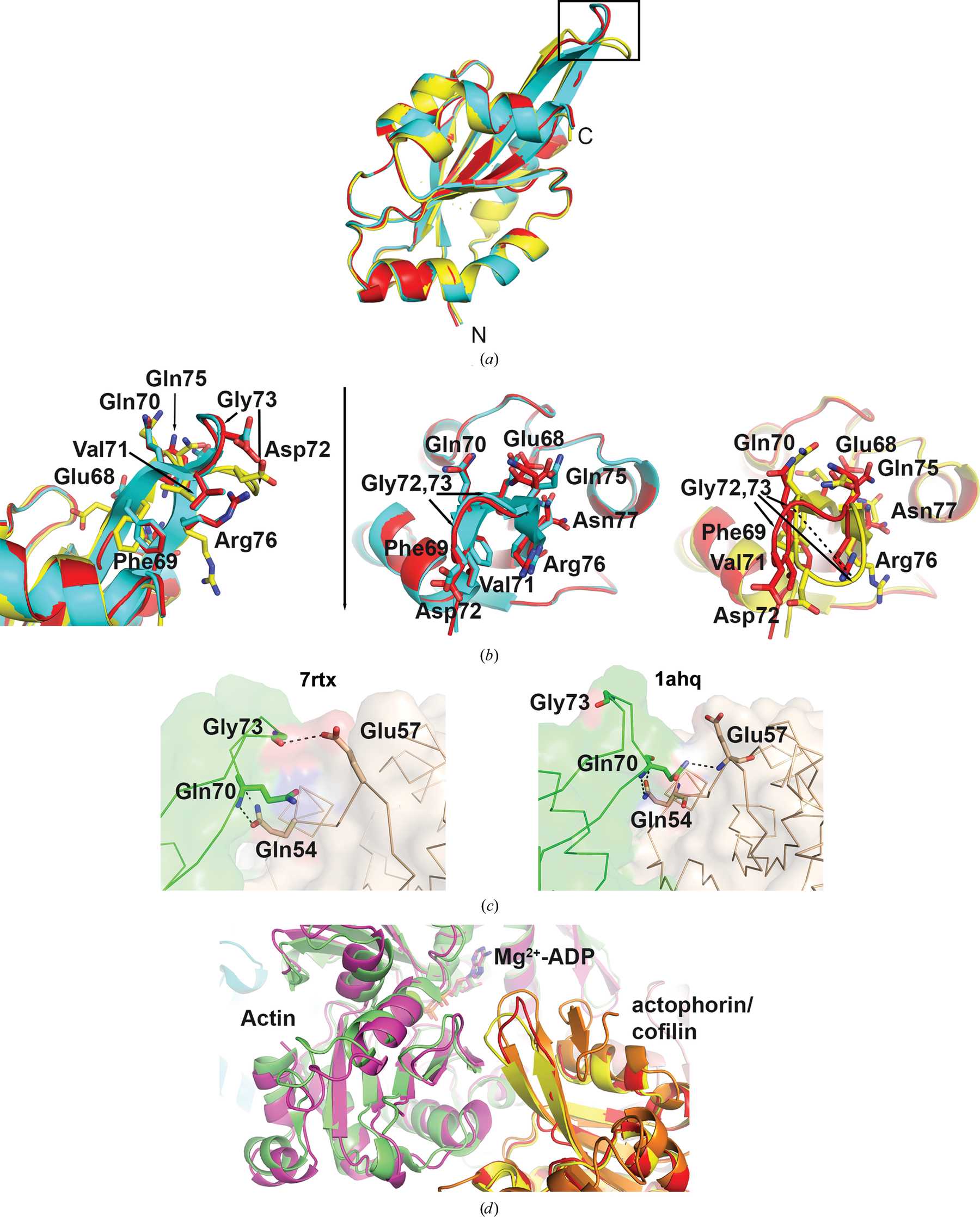 Iucr Improved Resolution Crystal Structure Of Acanthamoeba Actophorin