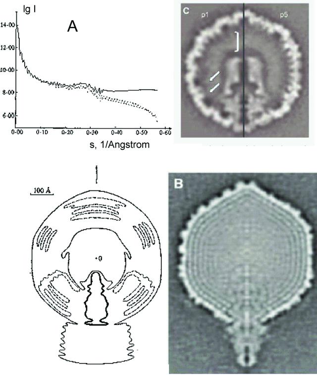 [Figure 1]