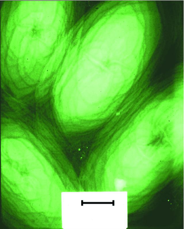 [Figure 3]